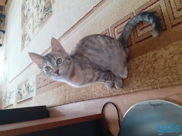 Отдам котят, фотография 1