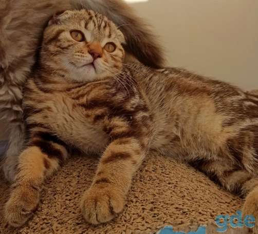Шотландский котенок Шоколадный мрамор, фотография 3
