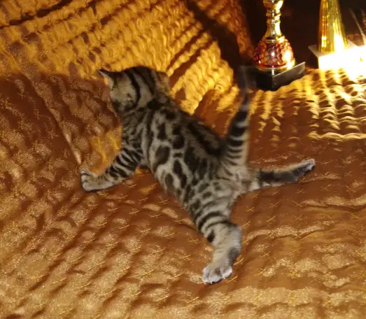 Роскошные бенгальские котята, фотография 3