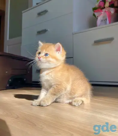 ЗОЛОТАЯ ШИНШИЛЛА шотландские котята, фотография 4