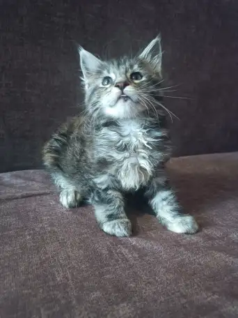 Котята мейн-кун, фотография 4