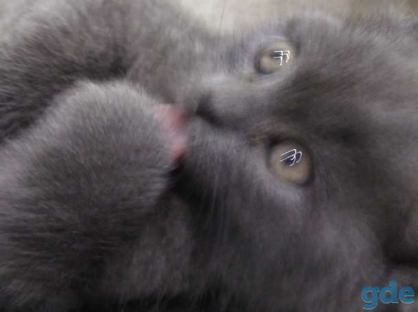 Кошка, фотография 1