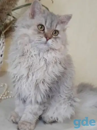 Котенок Селкирк рекс, фотография 3