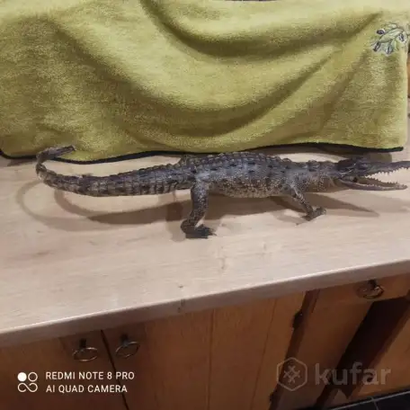 Чучело Крокодила. С Кубы Оригинал!, фотография 1