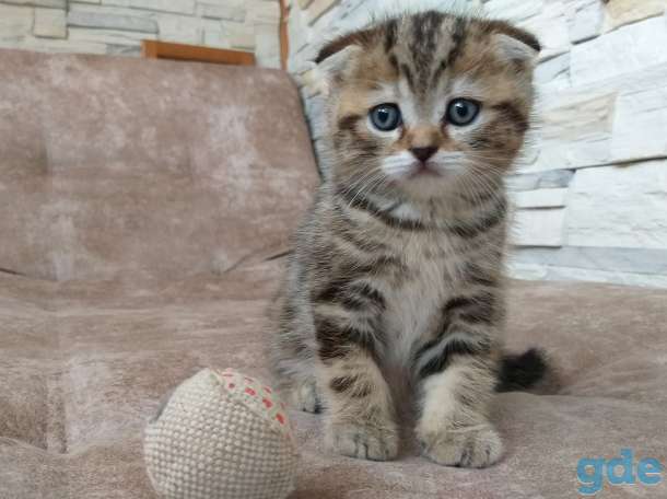 Шотландские котята, фотография 7