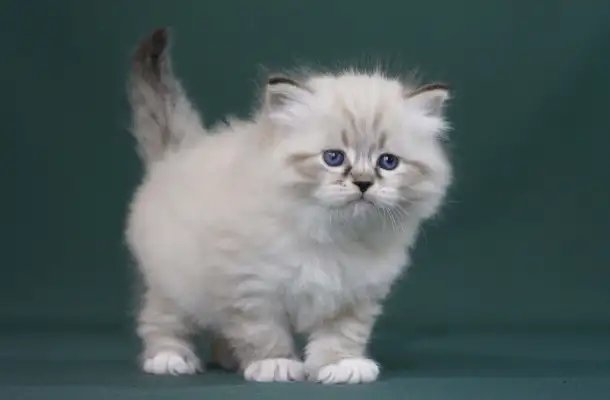 Сибирский котенок, невский маскарадный котенок, фотография 8
