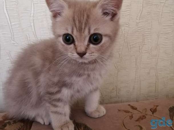 ШОТЛАНДСКИЕ КОТЯТА, фотография 2