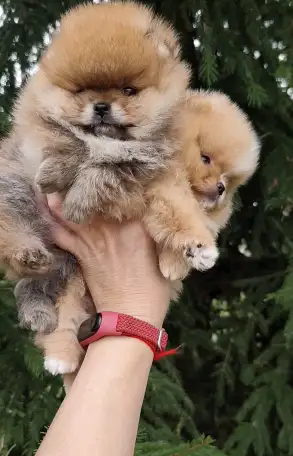 Померанский шпиц, щенки. Мини мишки, фотография 5