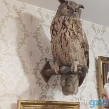 продам чучело филина, фотография 1