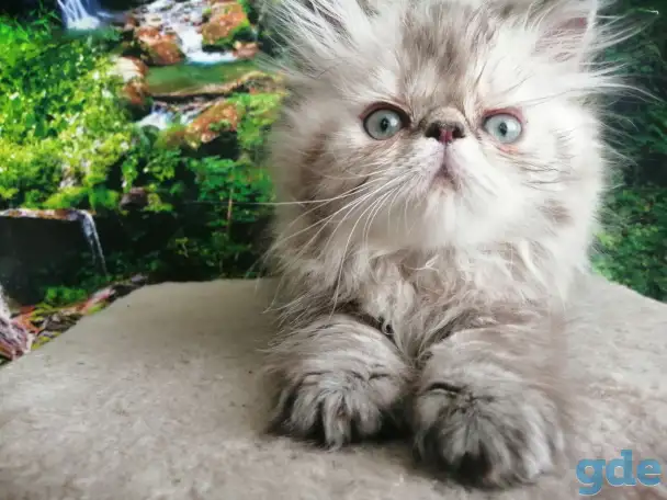 Продажа персидских котят, фотография 2