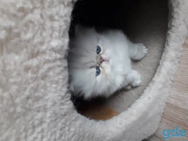 Продажа персидских котят, фотография 2