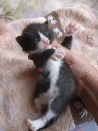 Котенок мальчик пушистый, фотография 3