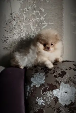 Померанский шпиц, щенки. Мини мишки, фотография 3