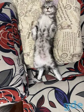 Котенок мейн кун, фотография 4