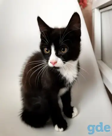 отдам котят, фотография 5