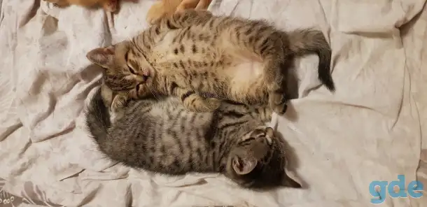 Котята шотландской прямоухой, фотография 7