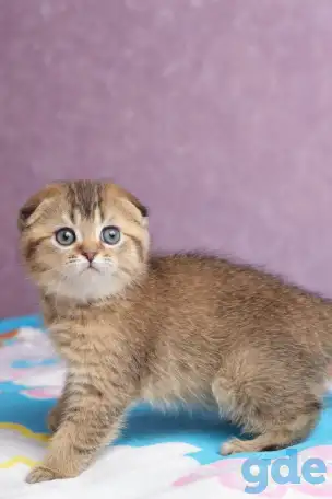 Котята шотландские ЗОЛОТАЯ ШИНШИЛЛА, фотография 6
