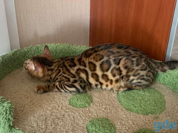 Бенгальские котята, фотография 6