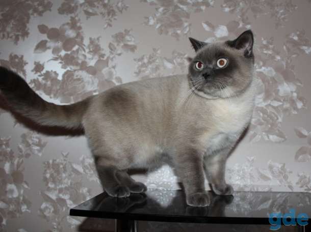 Вязка. Британский кот. Окрас Smoke-point. Опытный!, фотография 2