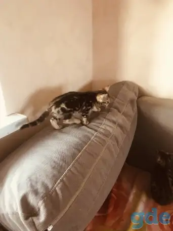 Бенгальские котята, фотография 4