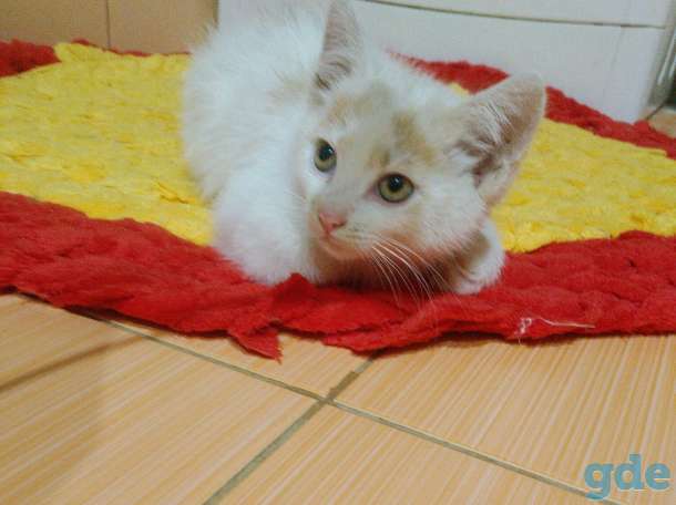 Котята, фотография 4