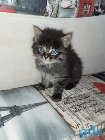 Отдаю котят в добрые ручки.Возраст 2 месяца (не породистые), фотография 3