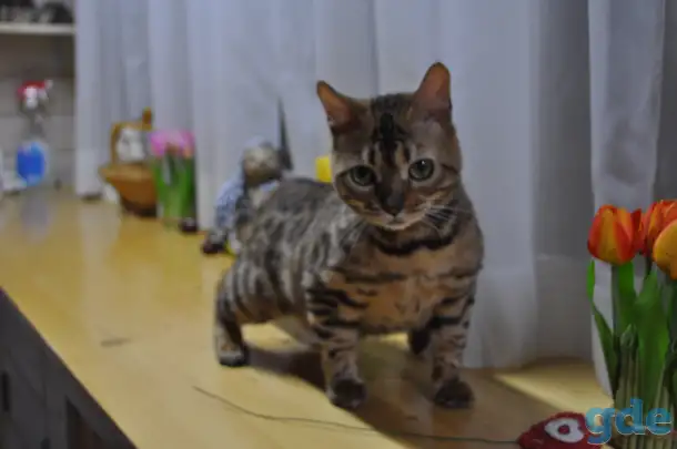 Бенгальские кошечки, фотография 2