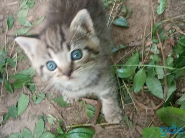 Котята в добрые руки, фотография 4