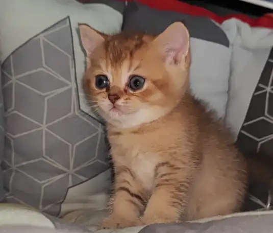 Шотландские котята, фотография 3