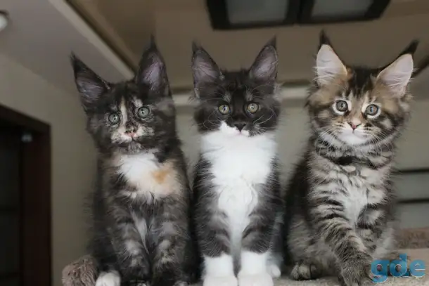 Мейн кун котята!, фотография 4