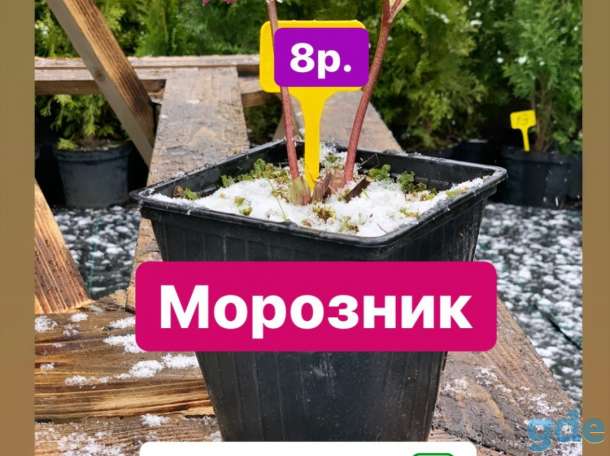 Садовый Центр в г. Орша приглашает за покупками, фотография 8
