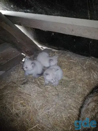 Котята в добрые руки, фотография 3