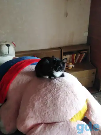 Дарю котят., фотография 2