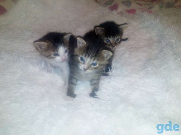 Котята, фотография 1