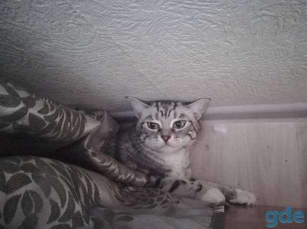 Пропала кошка, фотография 3