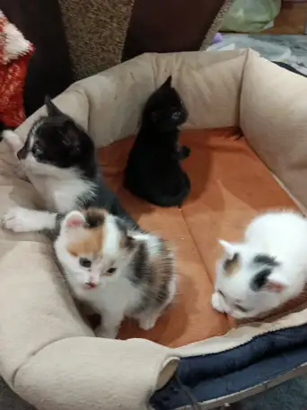 Котята в дар, фотография 6