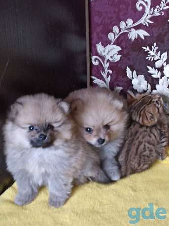 Продам померанских шпицов, фотография 2
