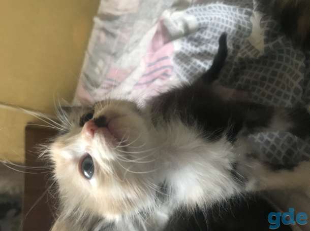 Дарю котят, фотография 1