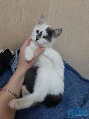 Котенок ищет дом, фотография 2