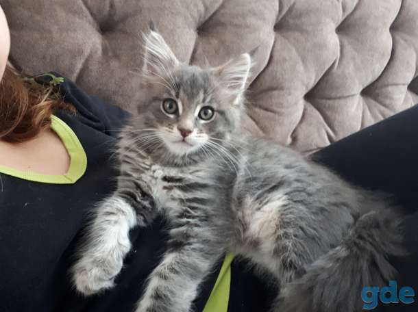 Котята мейн-кун 3 месяца, фотография 5