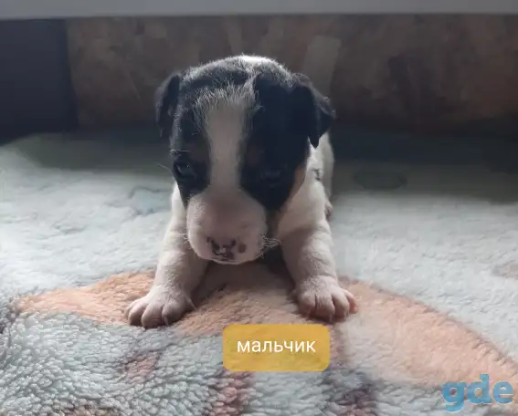 Щенки, фотография 2