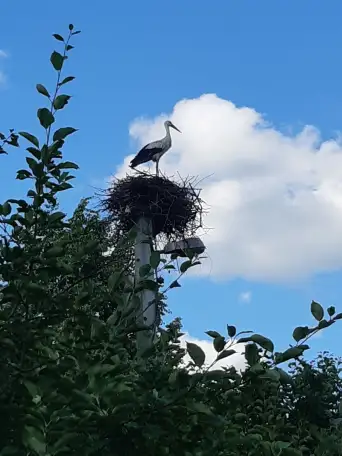 Дом с участком продаётся, Деревня Ёди 6, фотография 5