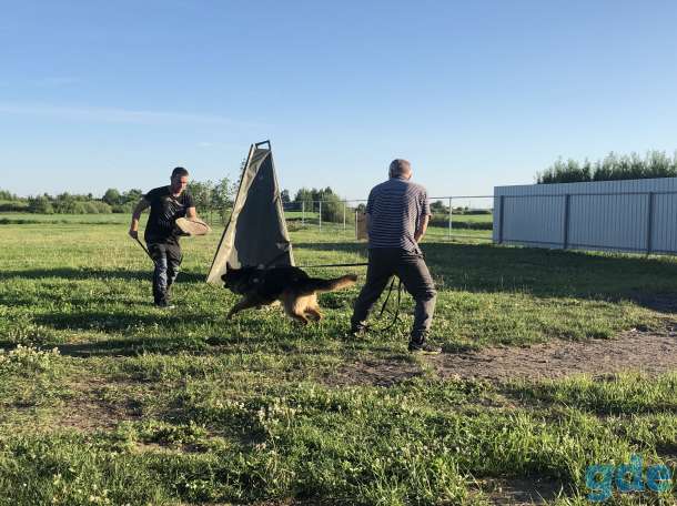 Дрессировка собак в Могилёве, фотография 3