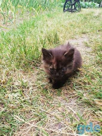 Котята даром Бобруйск, фотография 3