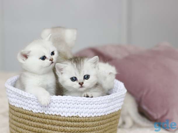 Продаются шотландские котята, фотография 4