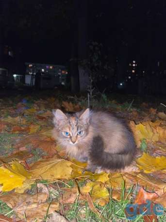 Котенок ищет дом или передержку, фотография 1