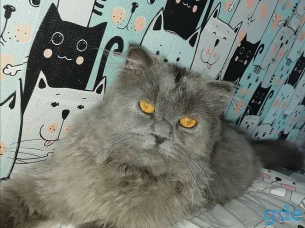 Кот на вязку, фотография 3