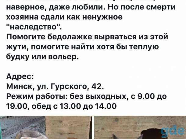 Помогите брошенному щенку, фотография 1