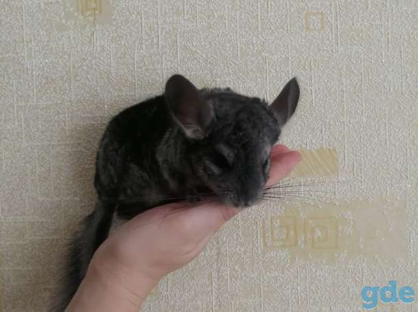 Шиншилла. Шиншилленок.  Мальчик., фотография 2