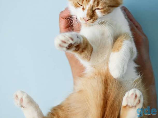 Котёнок в добрые и ответственные руки, фотография 5